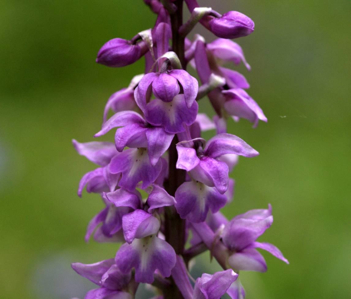 Early Purple Orchid (Orchis mascula) taken by Pete Stroh (BSBI).
