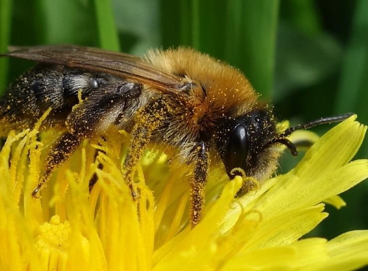 Bee on dandelion