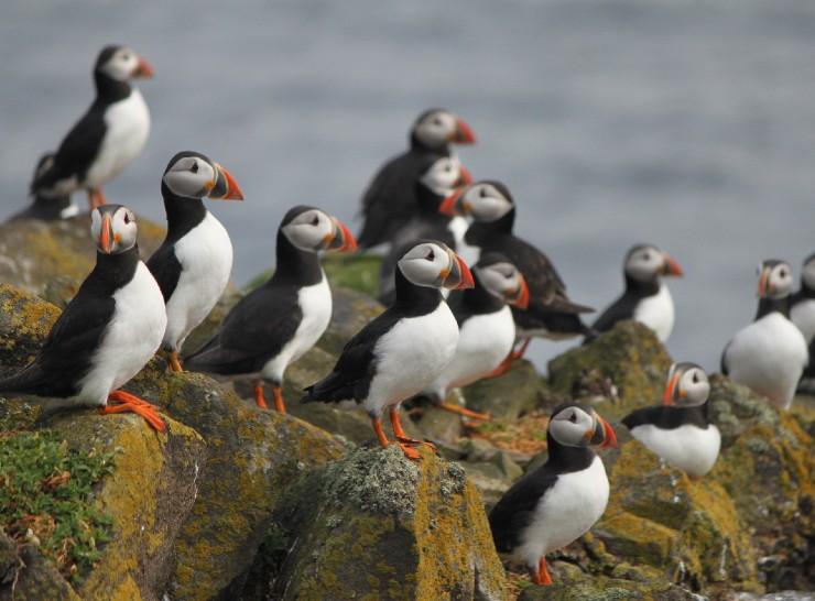 Isle of May puffins