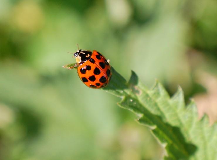 Harlequin ladybird