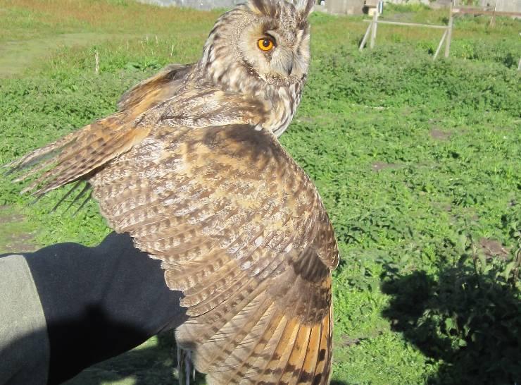 Long-eared owl