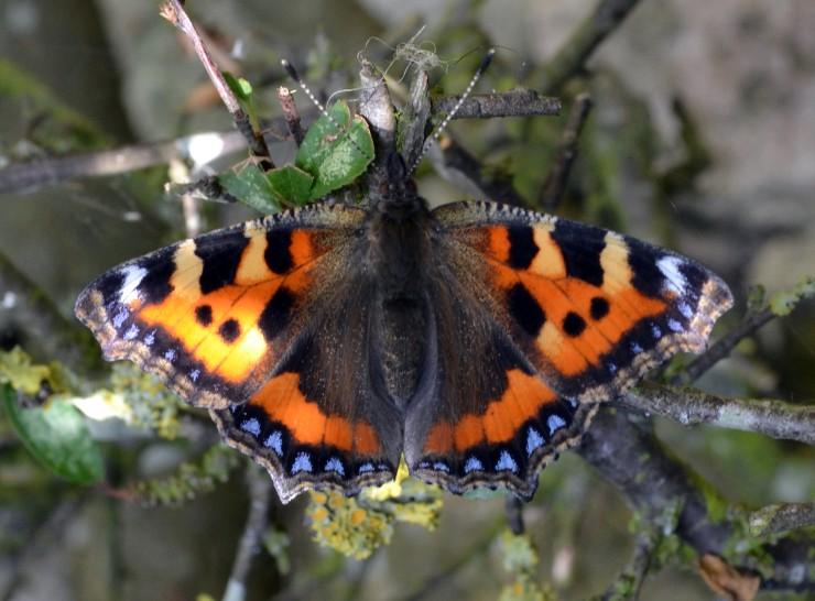 Tortoiseshell butterfly