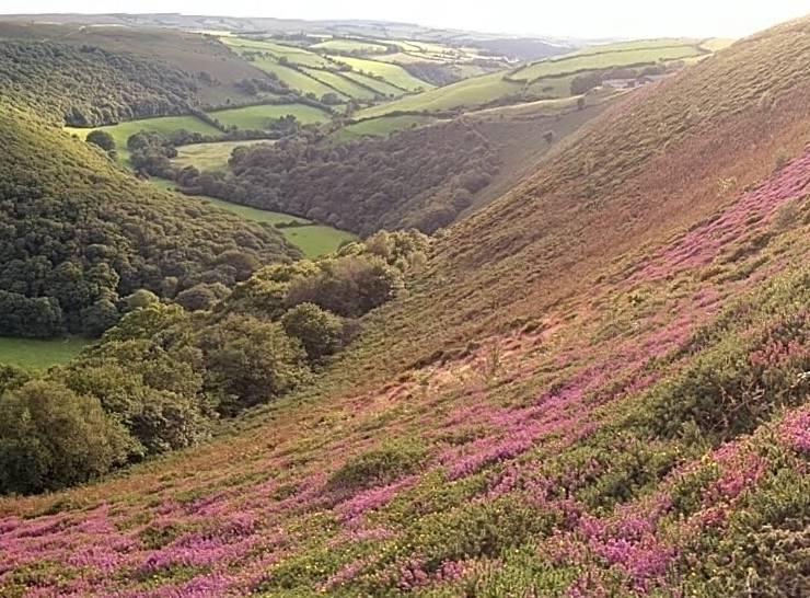 Valley full of heather