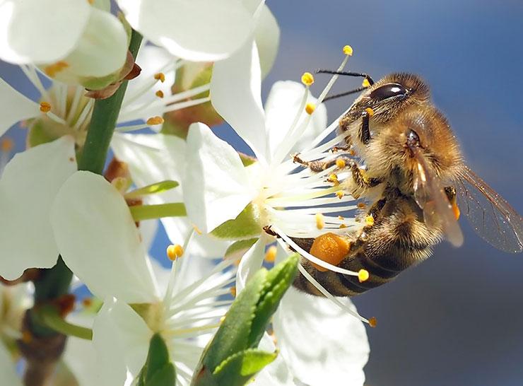 Bee on cherry blossom