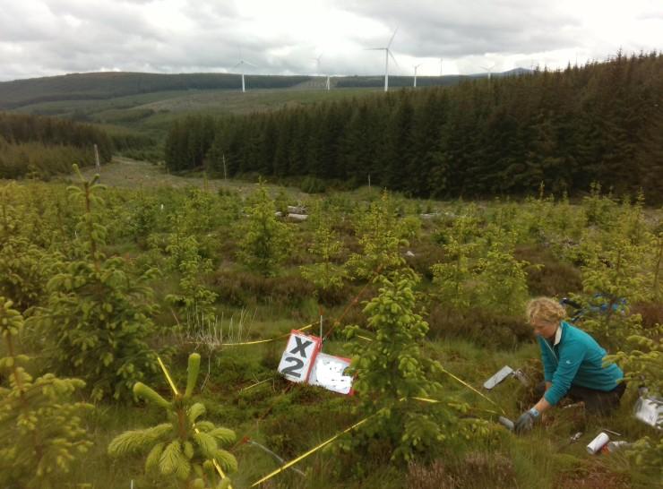 Claire Wood sampling in a wood