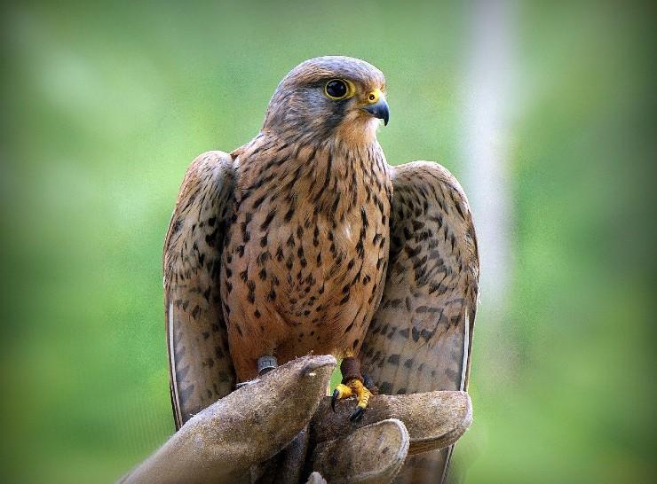 Sparrowhawk. Image by Josep Monter Martinez from Pixabay 